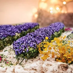 Provence Nativity Scene - Lavender Field