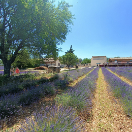 lavanda-s-en-provence-la-boutique-en-ligne-sp-cialis-e-lavande